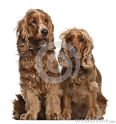 English Cocker Spaniels, 16 months old, sitting Stock Photo