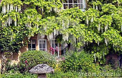 English cottage with white wisteria climbing wall Stock Photo