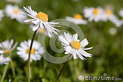 English daisy Stock Photo
