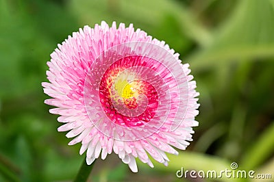 English Daisy Pink Pom Pom Flower. Stock Photo