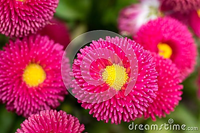 Pink English Daisy Red Pom Pom Flowers Stock Photo