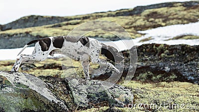 English dog pointer Stock Photo