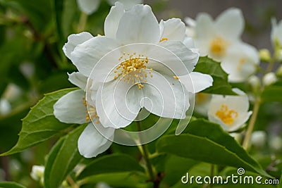 English dogwood, Philadelphus coronarius Stock Photo