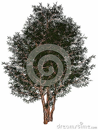 English or European yew, taxus baccata tree - 3D Stock Photo