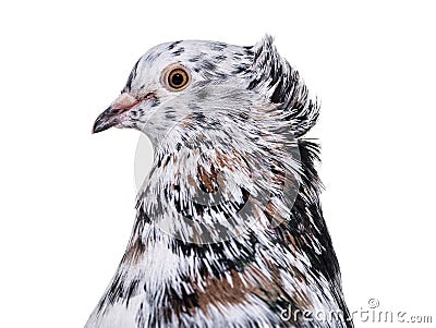 English Fantail pigeon close up against white background Stock Photo