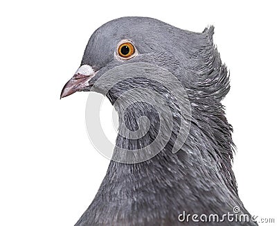 English Fantail pigeon, close up against white background Stock Photo