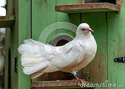 English Fantail Pigeon (Columba livia domestica) Outdoors Stock Photo