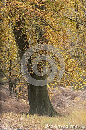 An english forest autumnal scene Stock Photo