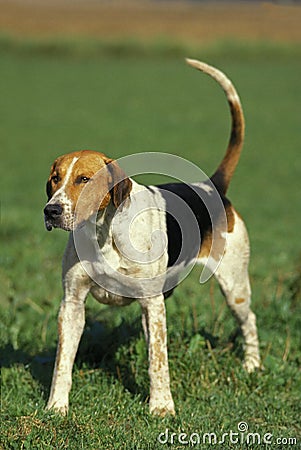 English Foxhound Dog standing on Grass Stock Photo