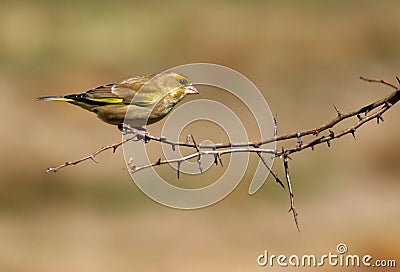 English Greenfinch Stock Photo