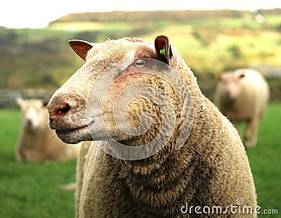 English Herdwick sheep Stock Photo