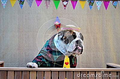 English bulldog with a tongue out in the kissing booth at the Canine June Party Stock Photo