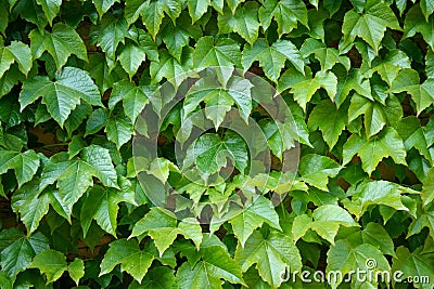 English Ivy is a clinging evergreen vine plant Stock Photo