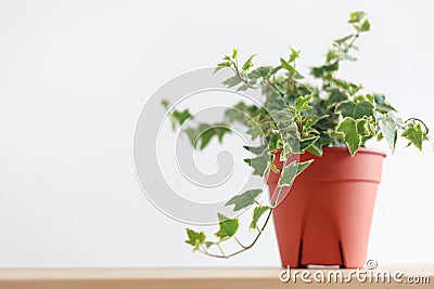 English Ivy plant in pot on wood table Stock Photo