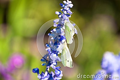 English Lavender plant blooming on meadow with two white butterflies perching on it Stock Photo