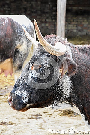 English Longhorn Cattle Stock Photo