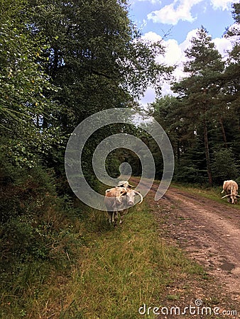 English longhorn cows Stock Photo