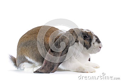 English Lop Rabbit Stock Photo