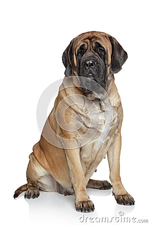 English Mastiff dog Stock Photo