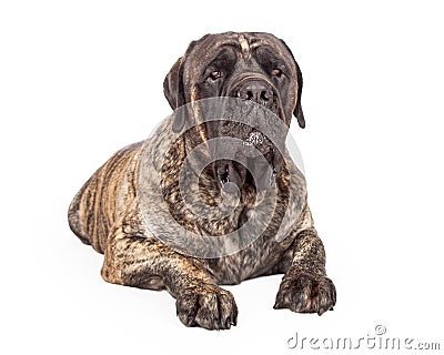English Mastiff Dog Serious Expression Stock Photo
