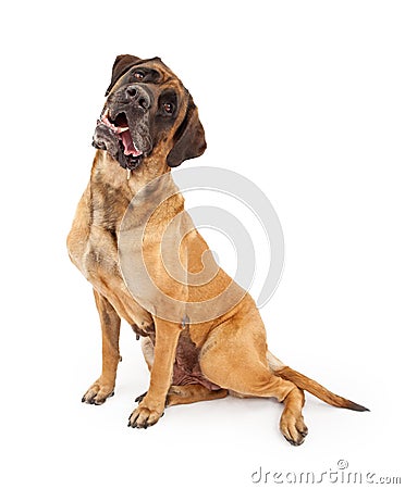 English Mastiff Dog With Tilted Head and Drool Stock Photo