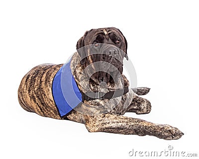 English Mastiff Dog Wearing Service Vest Stock Photo