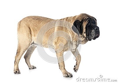 English Mastiff in studio Stock Photo