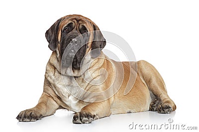 English Mastiff on white background Stock Photo