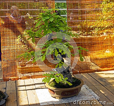 English oak - Bonsai in the style of Editorial Stock Photo