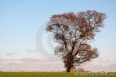 English oak stands strong in winter Stock Photo