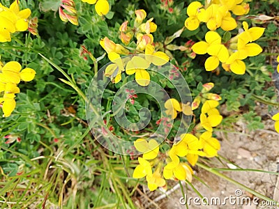 English orchid yellow flowers Stock Photo