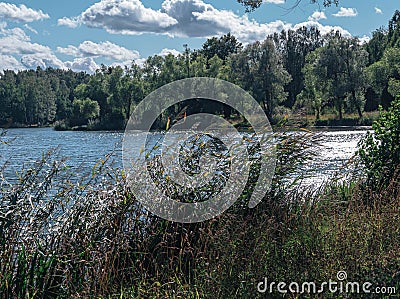 English Pak in Peterhof, Russia. Summer sunny bright view of the lake, blue sky, white clouds, reeds in the wind. Stock Photo