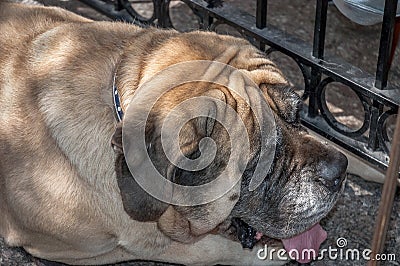 English pitiful bulldog closeup Stock Photo