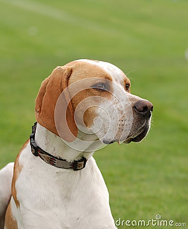 English Pointer Stock Photo