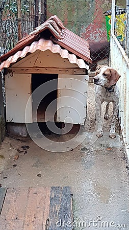 English Pointer - Beagle Dog Stock Photo