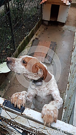 English Pointer - Beagle Dog Stock Photo