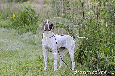 English Pointer bird dog Stock Photo