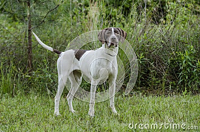 English Pointer bird dog Stock Photo