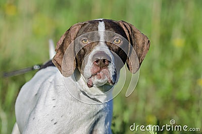 English Pointer bird dog Stock Photo