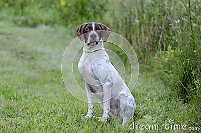 English Pointer bird dog Stock Photo