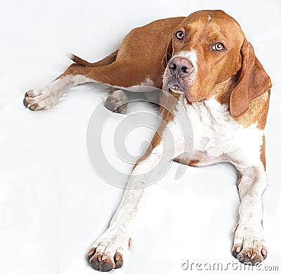 English pointer dog Stock Photo