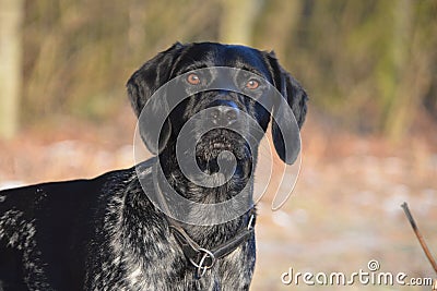 English Pointer Stock Photo