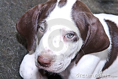 English Pointer Puppy Stock Photo