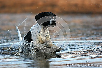 English pointer running Stock Photo