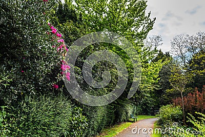 English Public Garden at late Spring with Blooming Rhododendrons Stock Photo