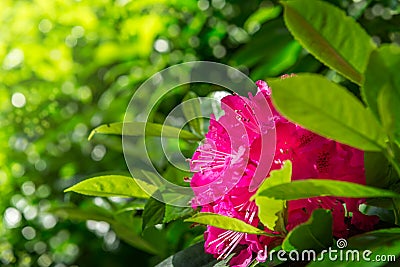 English Public Garden at late Spring with Blooming Rhododendrons Stock Photo