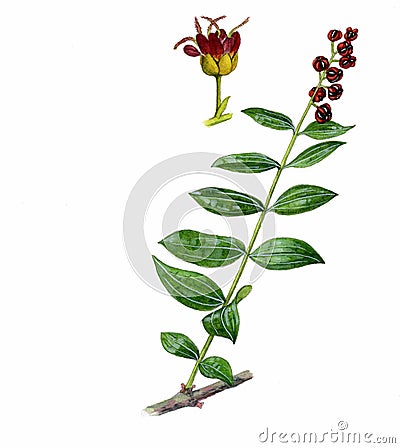 English redoul (Coriria myrtifolia) Cartoon Illustration