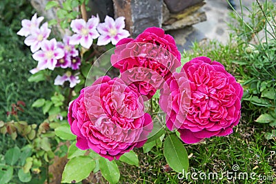 English roses and clematis Stock Photo