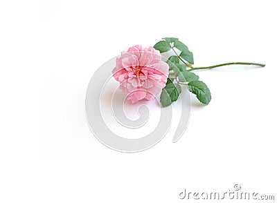 English roses isolated sweet For Valentine`s Day, on vintage white background Stock Photo