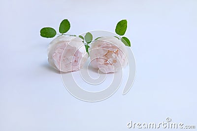 English roses isolated sweet For Valentine`s Day, on vintage white background Stock Photo